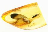 Detailed Fossil Winged Termite and Wasp In Baltic Amber #284646-1
